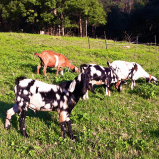 Disney Miniature Goats - Breeder - Central Coast, NSW