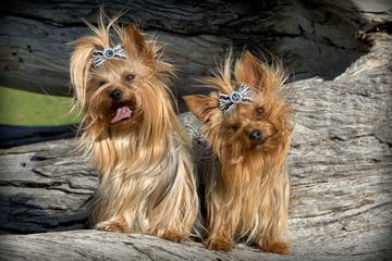 CIABEN Yorkshire Terriers - Yorkshire Terrier Breeder, SA  