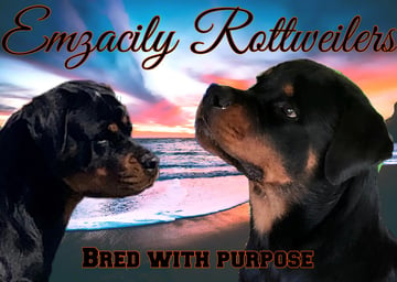 Emzacily Kennels - Rottweiler Breeder - Darwin, NT 