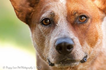 Puppy Love Pet Photography - Darwin, NT