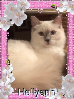 Hollyann Ragdoll Kittens - Ragdoll Breeder - Perth, Western Australia