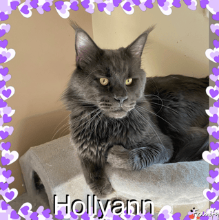 Hollyann Maine Coons & Ragdolls - Perth, Western Australia