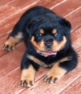 Yarnix Rottweilers - Rottweiler Breeder - Darwin, NT