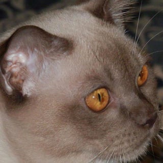 Mandalei - Burmese Cat Breeders - Adelaide, South Australia