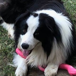 Trinrod Border Collies - Border Collie Breeder, Queensland.  