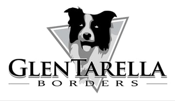 Glentarella Border Collies - Border Collie Breeder, VIC