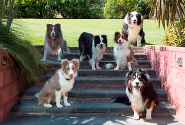 Bojewel Border Collies - Border Collie Breeder - Victoria