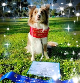 Bojewel Border Collies - Border Collie Breeder - Victoria