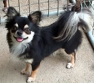 Pacorro Chihuahua's - Longcoat and Smoothcoat Chihuahua Breeder - Queensland