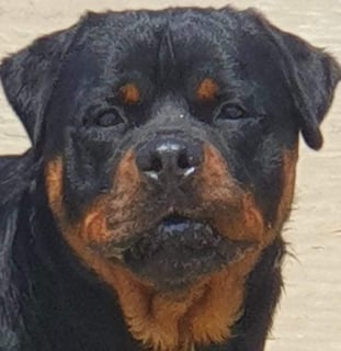 Dreistleigh Rottweiler and Chihuahua Breeder - Grafton, NSW