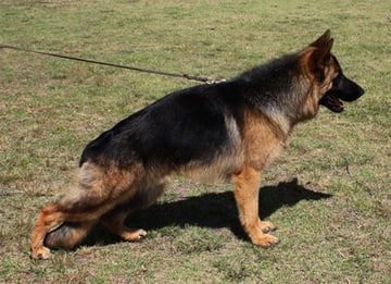 Takimbre German Shepherds - German Shepherd Breeder - Crookwell, NSW