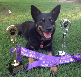 Virginia Community Dog Training Centre