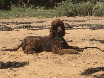 Jonje Standard Poodles - Poodle Breeder - Nar Nar Goon, Victoria