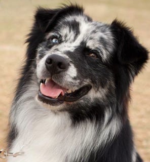 Myriahill Australian Shepherds - Australian Shepherd Breeder - Moonbi, NSW