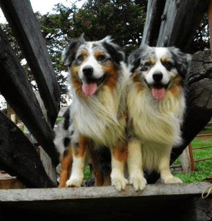 Blulight Australian Shepherds - Australian Shepherd Breeder, South Australia