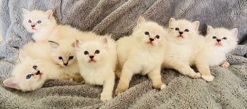 Fancy Paws Ragdolls & Maine Coons - Ragdoll & Maine Coon Cat Breeder - Fraser Coast, Queensland