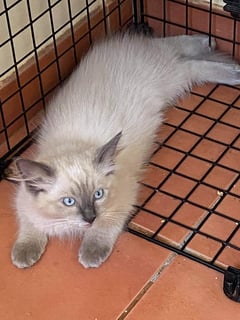 Crossfire - Ragdoll Cat Breeders Australia - Queensland 