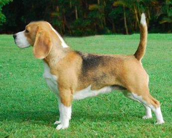 Kislev Beagles - Beagle & Smooth Dachshund Breeder - Cooroy, QLD