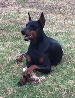 Von Liston - Doberman Breeder - Melbourne, VIC