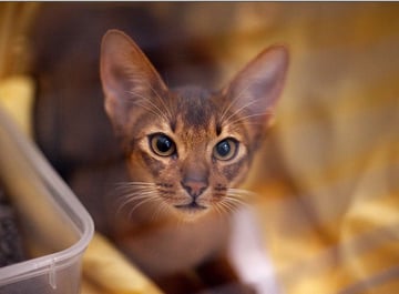 Willowpark, Abyssinian Cat Breeder - Geelong, Victoria