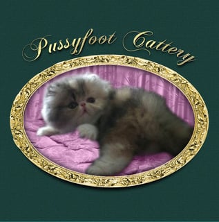 Pussyfoot Cattery - Exotic Shorthair & Persian Breeder - Mackay, QLD