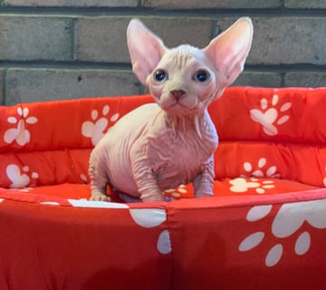 Manis - Sphynx Cat Breeder - Toowoomba, QLD