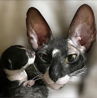 Koshka Cattery - Cornish Rex and Russian Blue Cats