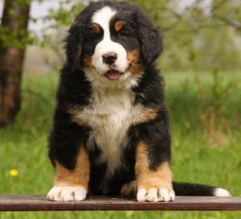 Polish Dream - Bernese Mountain Dog Breeder - Brisbane, QLD