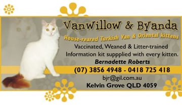 Vanwillow & Byanda - Turkish Van and Oriental Cat Breeder - Brisbane, QLD