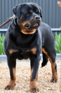 Westobri Kennels - Rottweiler Breeder - Adelaide, SA Westobri Kennels - Rottweiler Breeder - Adelaide, SA