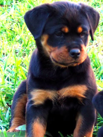 Westobri Kennels - Rottweiler Breeder - Adelaide, SA