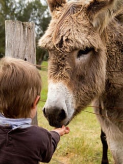 Pet Friendly Accommodation Alexandra, VIC  - Self Contained Cottages and Farmstay - Fawcett Cottages - 