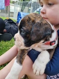 Wunya Boxers - Boxer Breeder - South Coast, NSW