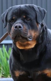 Westobri Kennels - Rottweiler breeders Adelaide, SA