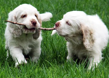 Westobri Kennels - Clumber Spaniel Breeder - Adelaide, SA Westobri Kennels - Clumber Spaniel Breeder - Adelaide, SA