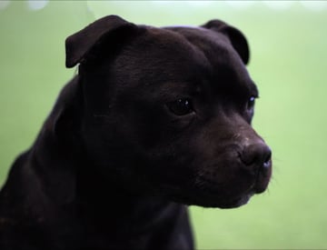 WOOLOOSTAFF - Staffordshire Bull Terrier Breeder - VIC