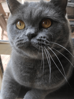 Cattitudes - British Shorthair & Scottish Fold Breeder - Melbourne, Victoria