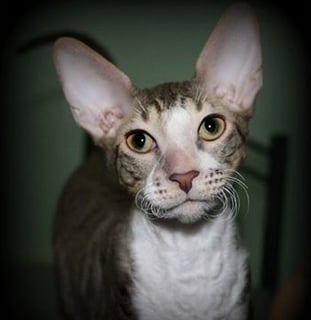 Mantang - Cornish Rex Cat Breeder - Brisbane, QLD