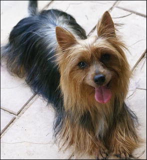 Quinvale Australian Silky Terrier & Papillon Breeder - Brisbane, QLD 