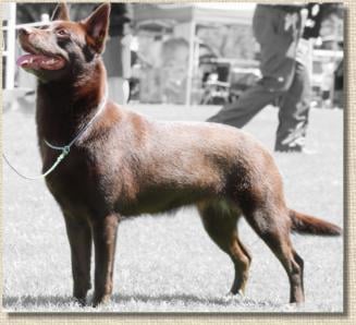 Oatland Australian Kelpie Breeder - Brisbane, QLD