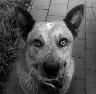 Great Rugs Dog Beds - Online, Custom & Bulk - Australian Made Dog Beds