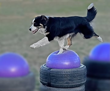 Alfoxton Dog Centre - Training Classes, Puppy School, Activity Park