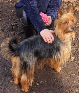 Bonniefrolix Australian Silky Terriers - Dandenong Ranges, VIC