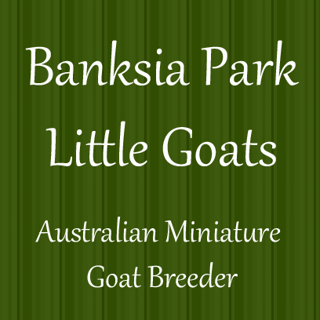 Banksia Park Little Goats - Miniature Goat Breeder, Victoria.