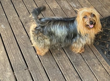 Brunkerville -  Chinese Crested Dog, Australian Silky Terrier- Newcastle, NSW