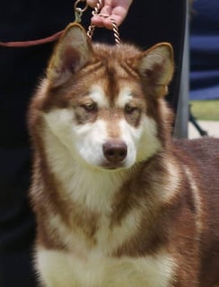 Iglignaq - Alaskan Malamute Breeder - Adelaide, SA