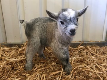 MANDEAN ESTATE - Pygmy Goat Stud - WA