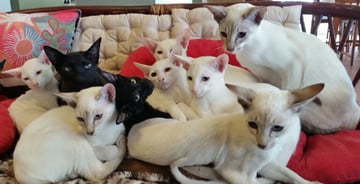 Chicas Cattery - Siamese and Oriental Cats - Perth, WA