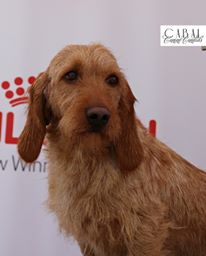 Arendt Kennels - German Shorthaired Pointer & Basset Fauve de Bretagne Breeder - Lockyer Waters QLD