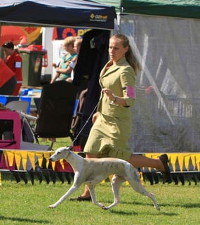 Argowan  -  Whippets and Scottish Terriers